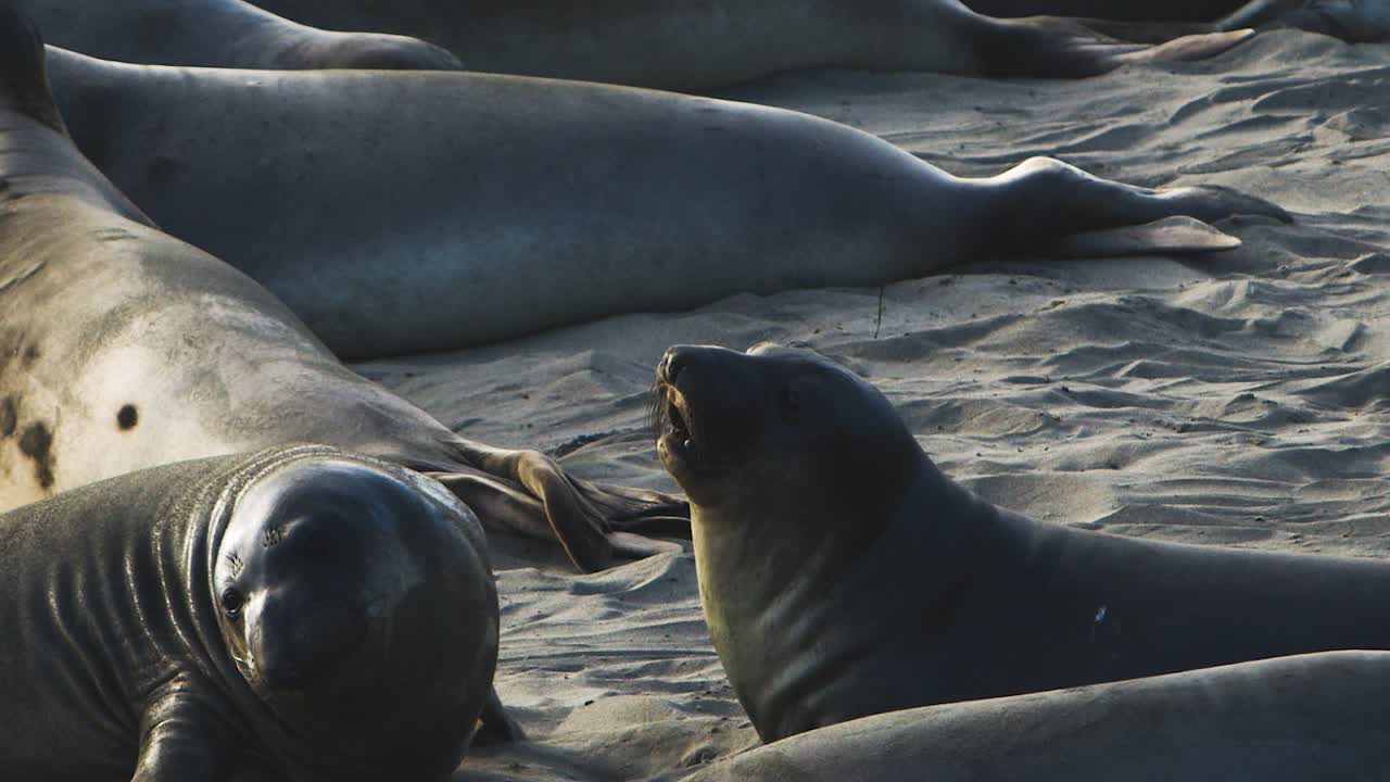Sea lions playfully bite at each other.