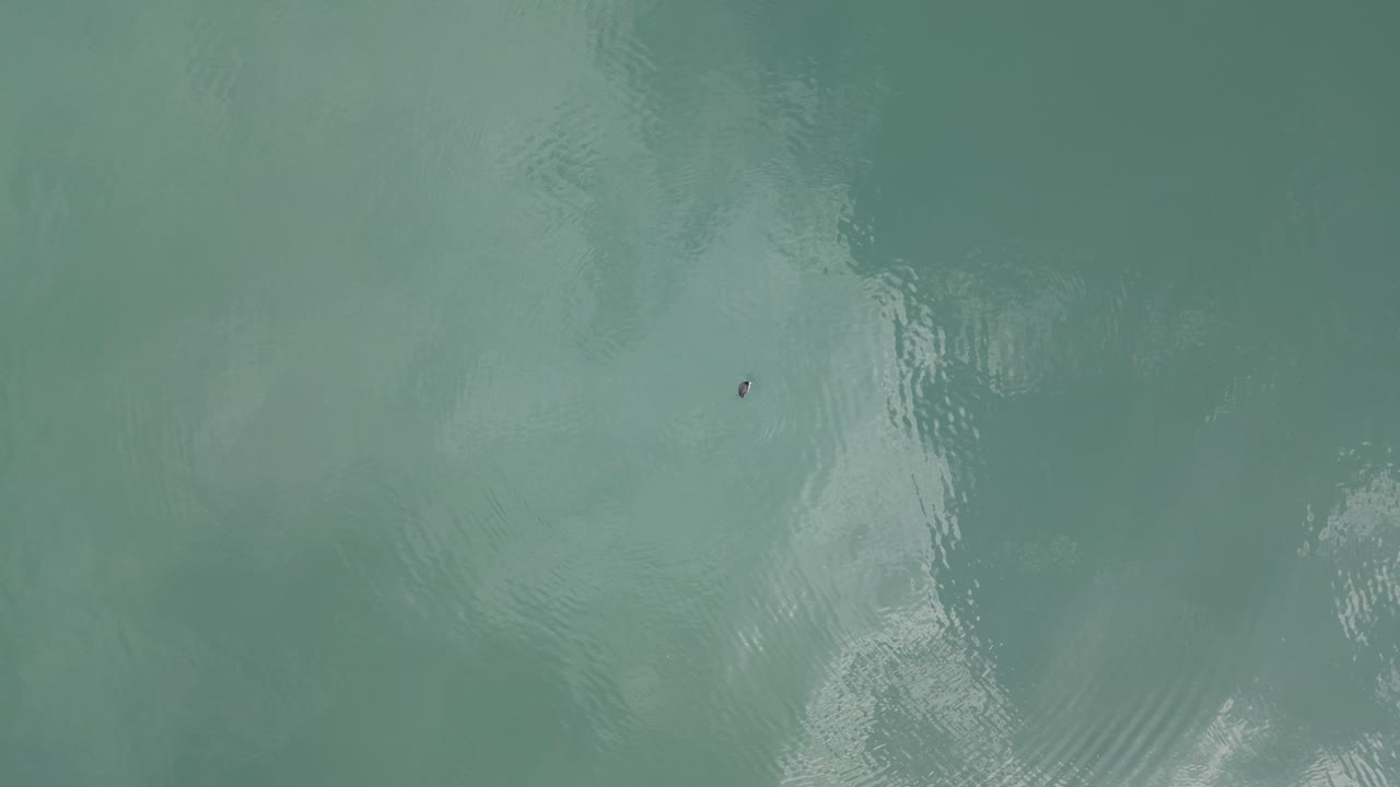 Top Shot of duck searching for food and swimming in the Kl&ouml;ntalersee Glarus Kanton lake in Switzerland