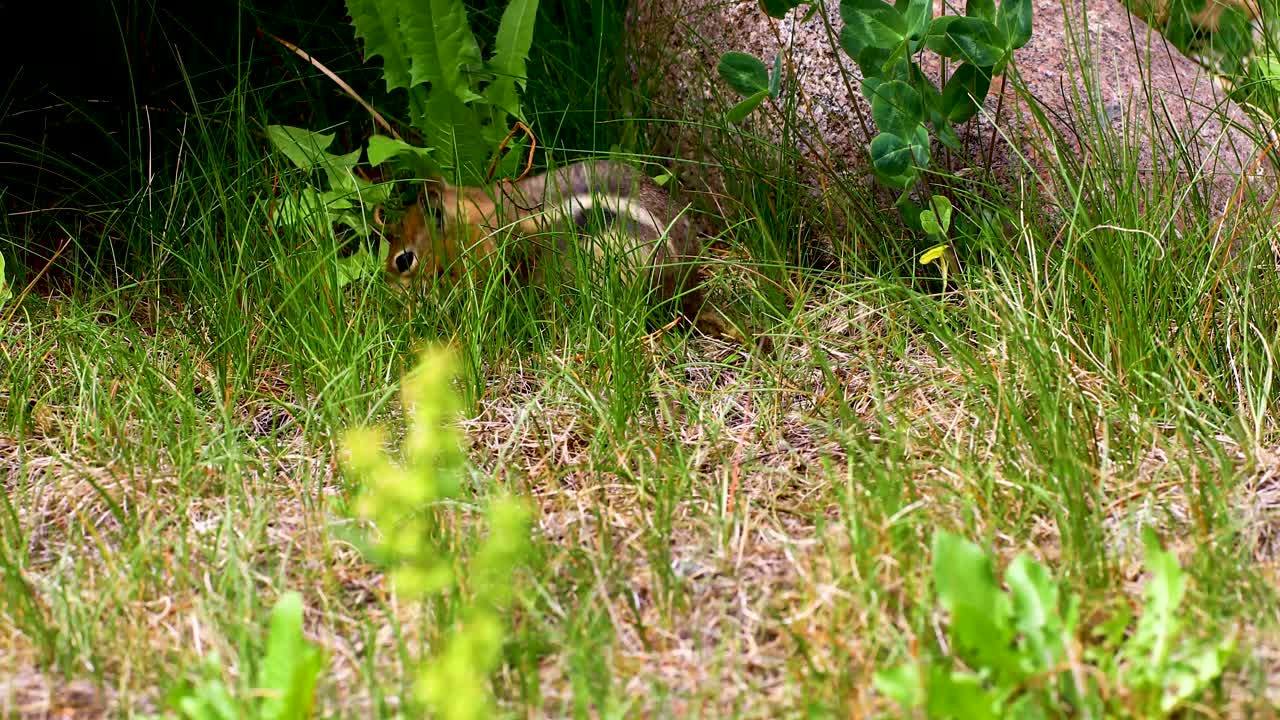 Static video of a Chipmunk gathering grass. Chipmunk gathers a mouthful of grass. This was shot in Breckenridge, Colorado.