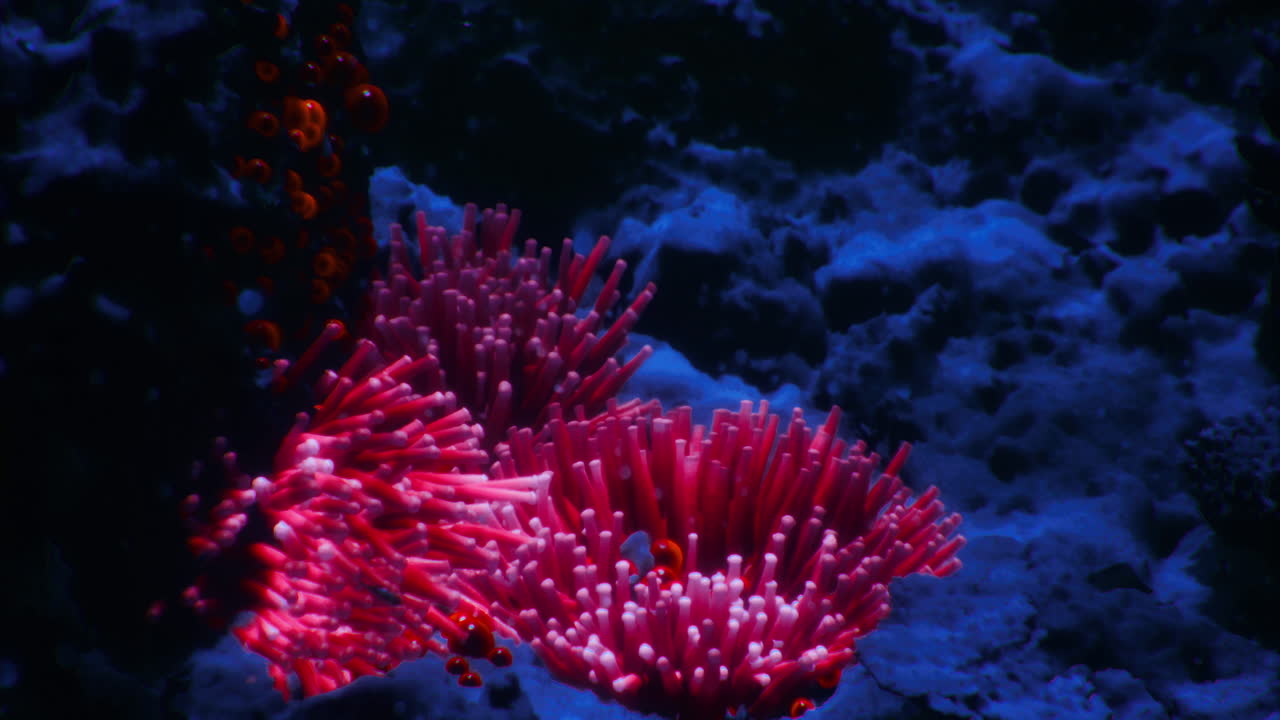 Barriera corallina vivace brulicante di vita in un ambiente sottomarino blu intenso