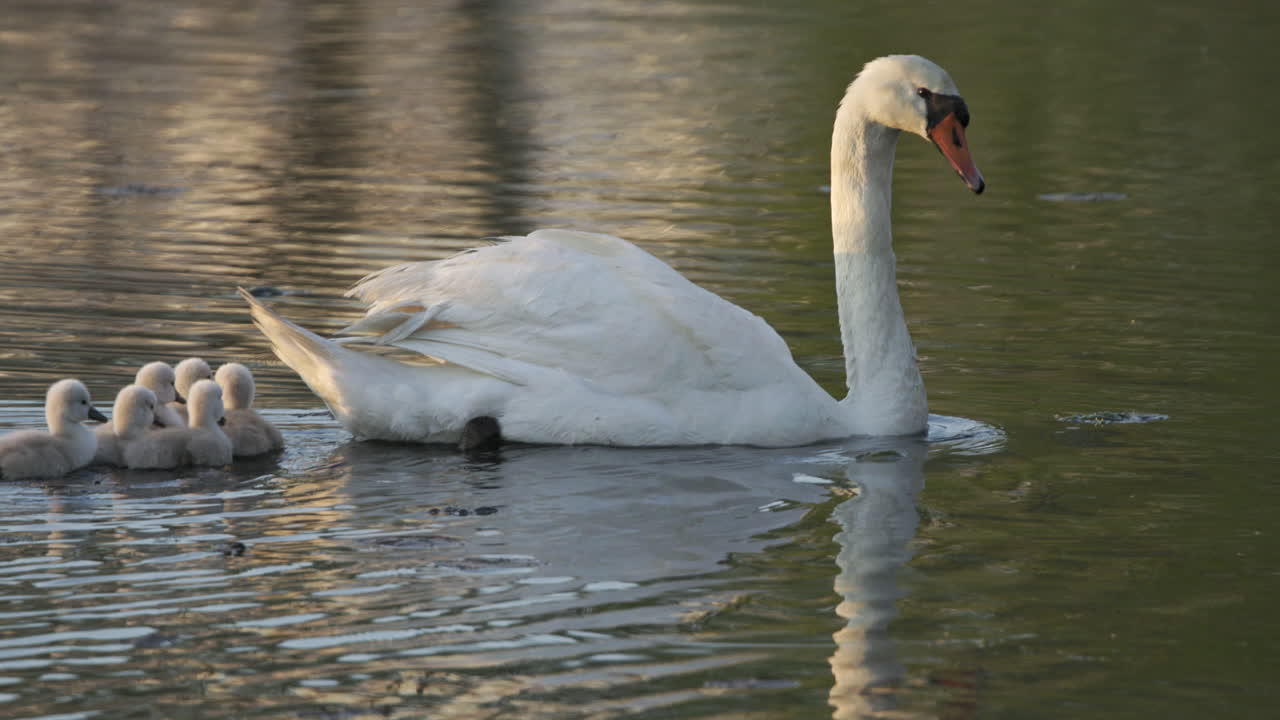 Baby swans, or cygnets, experience their first swim with their mom in a serene pond at dawn.