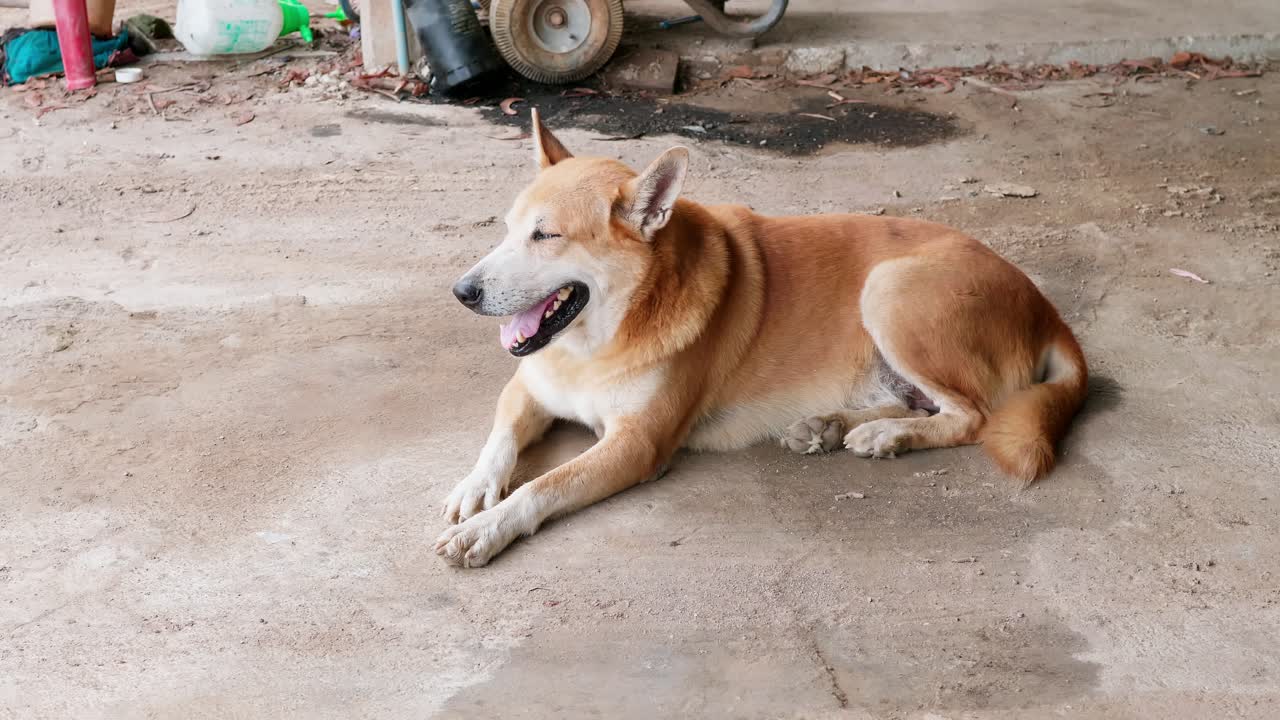 더운날 바닥에 누워있는 강아지-3