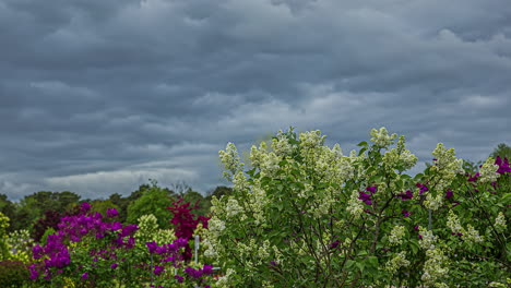 a beautiful timelapse of clouds under trees with flowers on the top