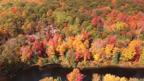 Vista-Aérea-De-Pájaros-Que-Captura-Un-Hermoso-Bosque-Caducifolio-Denso-Con-árboles-En-Vibrantes-Colores-Otoñales-En-La-Región-De-Muskoka,-Parque-Provincial-Algonquin,-Ontario,-Canadá