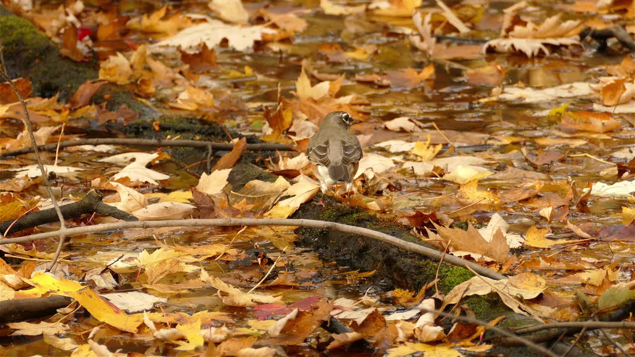 마른 가을 단풍잎을 가지고 노는 갈색 작은 새