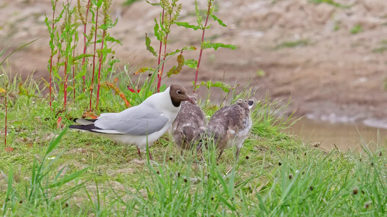 영국 링컨셔 해안 습지 에서 새끼 들 을 먹이는 검은 머리 메일