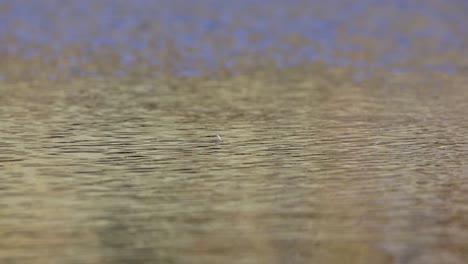 A-slow-motion-video-of-a-jumping-trout-in-an-alpine-lake-in-Norway