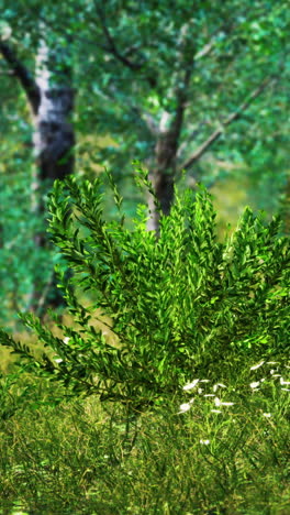 lush green bush in a forest setting