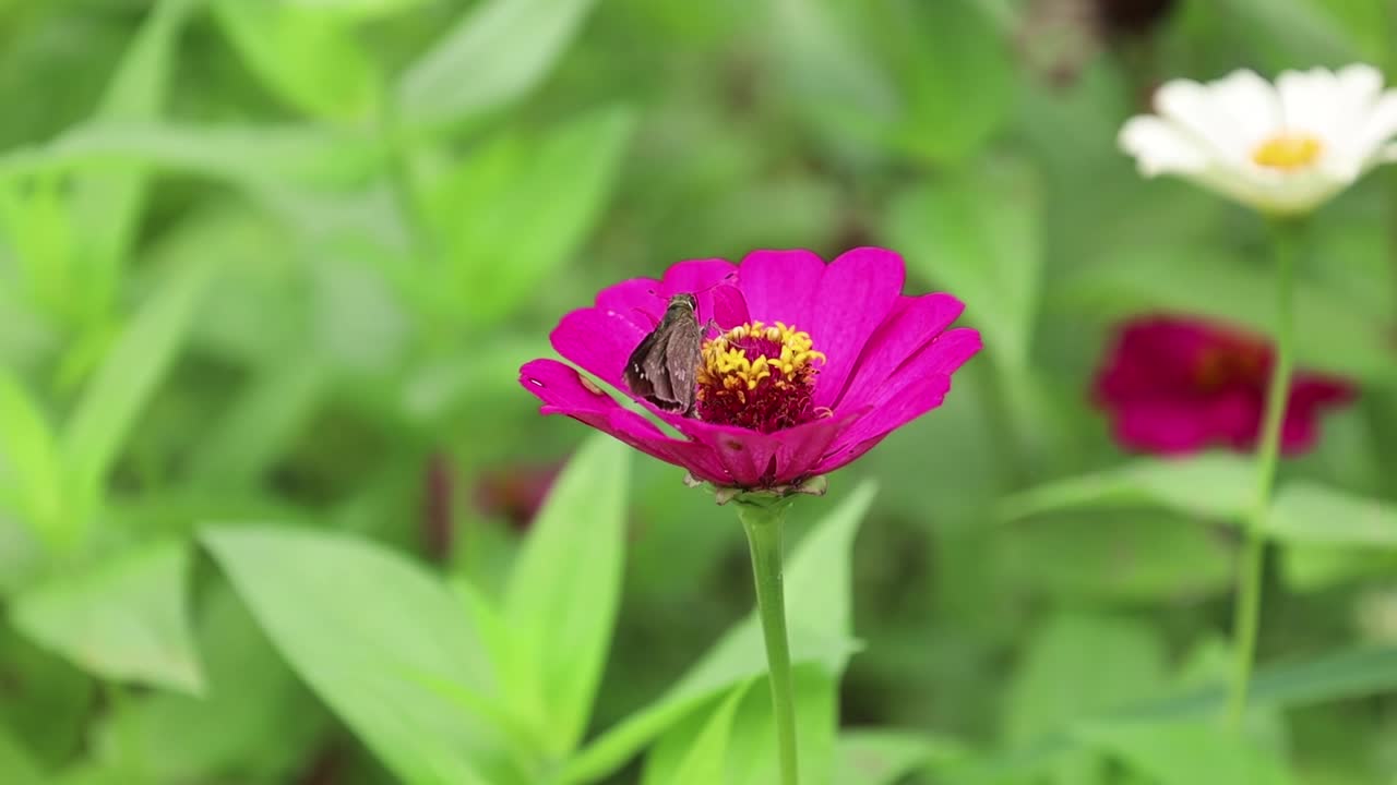 pequeña mariposa posada en una flor rosa con un fondo de jardín verde borroso
