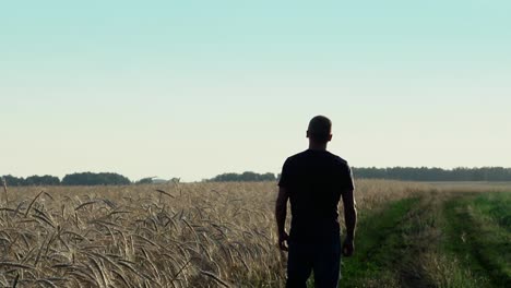 un joven camina por un campo de centeno 3