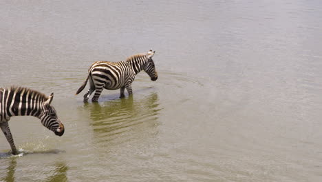 Gruppe-Von-Zebras,-Die-Am-Wasserloch-Im-Kenia-Nationalpark-Baden-Und-Trinken
