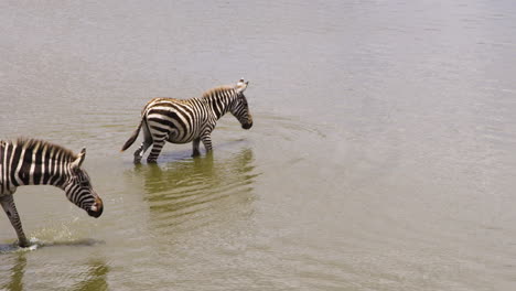 group of zebras bathing and drinking at water hole in kenya national park