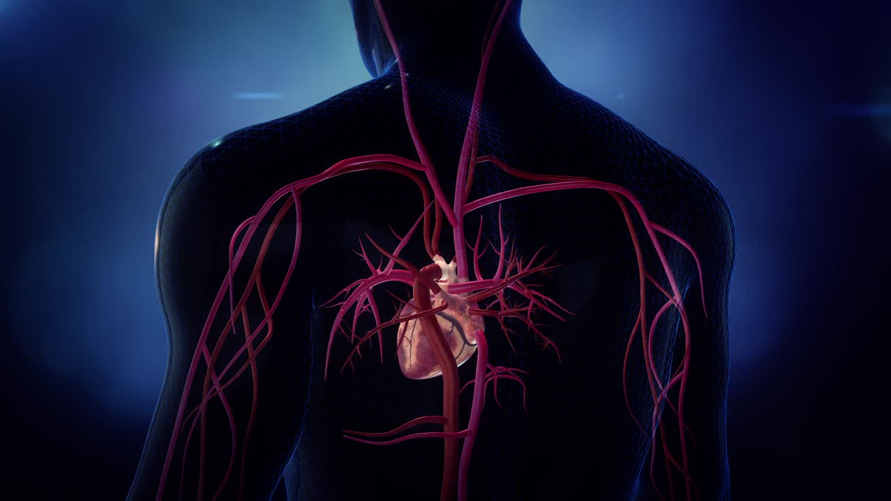Cuore con arterie in loop