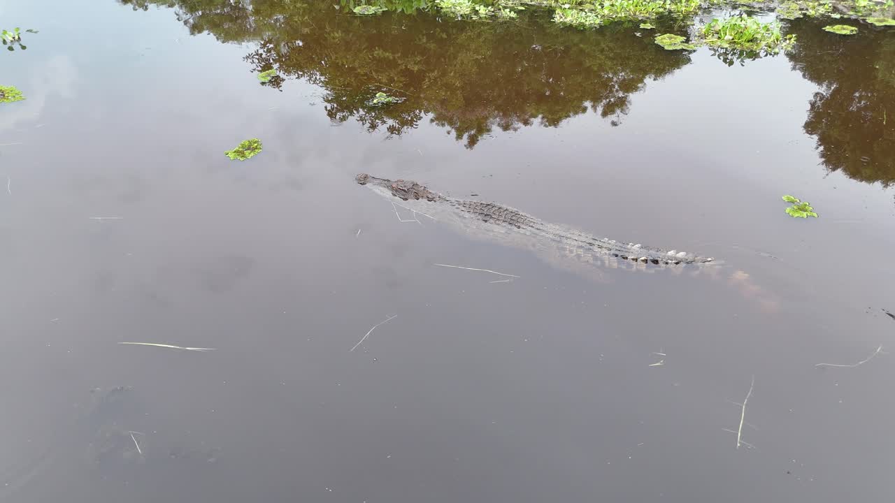 crocodile swimming in the swamp of Vietnam
