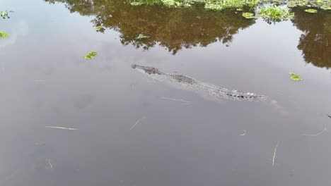 crocodile swimming in the swamp of vietnam