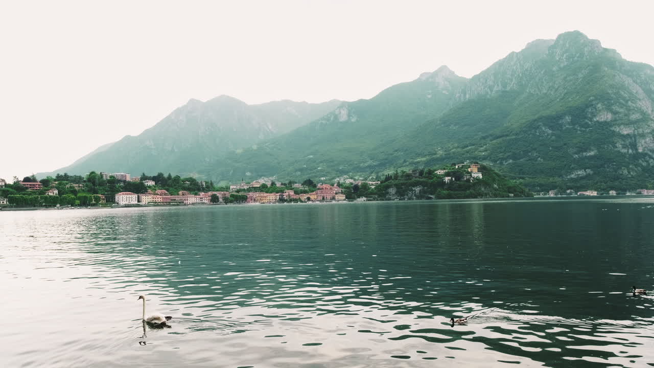 Cigno e anatre che nuotano in un lago con un paese di montagna sullo sfondo