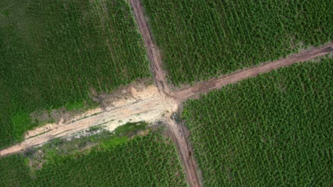 Vista-Superior-De-Los-Pájaros-Aéreos-No-Tripulados-Giratorios-Toma-Amplia-De-Una-Pequeña-Intersección-De-Caminos-De-Tierra-Rodeada-De-Grandes-Campos-De-Caña-De-Azúcar-Verde-Tropical-Que-Crece-En-Tibau-Do-Sul,-Rio-Grande-Do-Norte,-Brasil