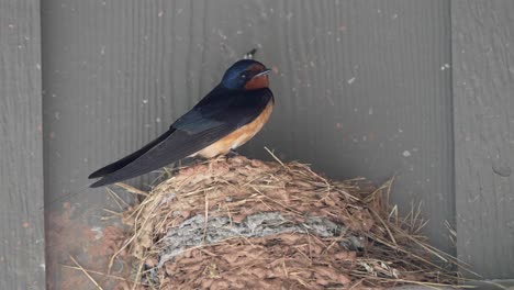 Eine-Rauchschwalbe-Sitzt-Auf-Einem-Nest-In-Der-Dachtraufe-Eines-Gebäudes