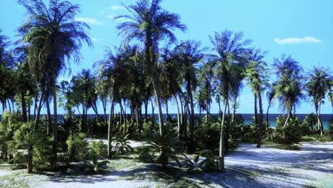 tropical beach with palm trees