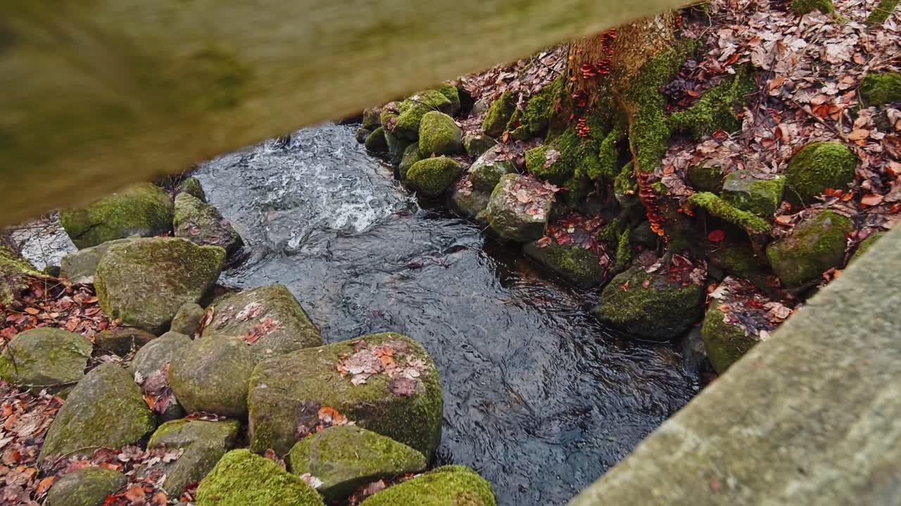pequeña corriente de agua en el bosque profundo