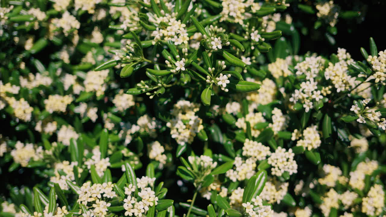 Close up of white Japanese cheesewood flowers in the sunlight
