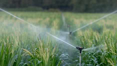 Sprinklers-watering-field-at-sunrise