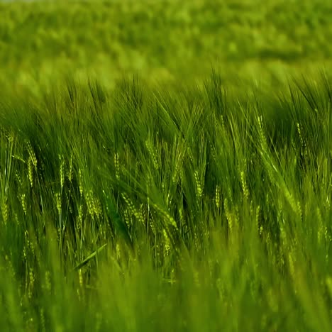 green spikelets waving by wind. green agricultural plants background. fresh spikelets swaying in wind. close-up.