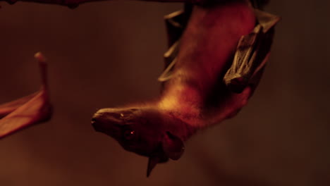 bats hanging upside down shivering - close up