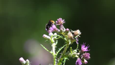 Hummel-Auf-Disteln-Mit-Verschwommenem-Hintergrund.-Tageszeit