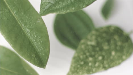 water drop falling in super slow motion on leaf