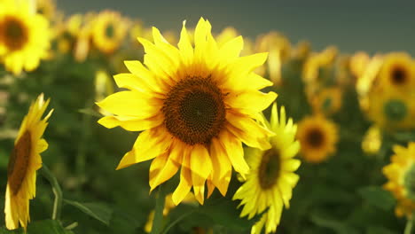 a field of sunflowers