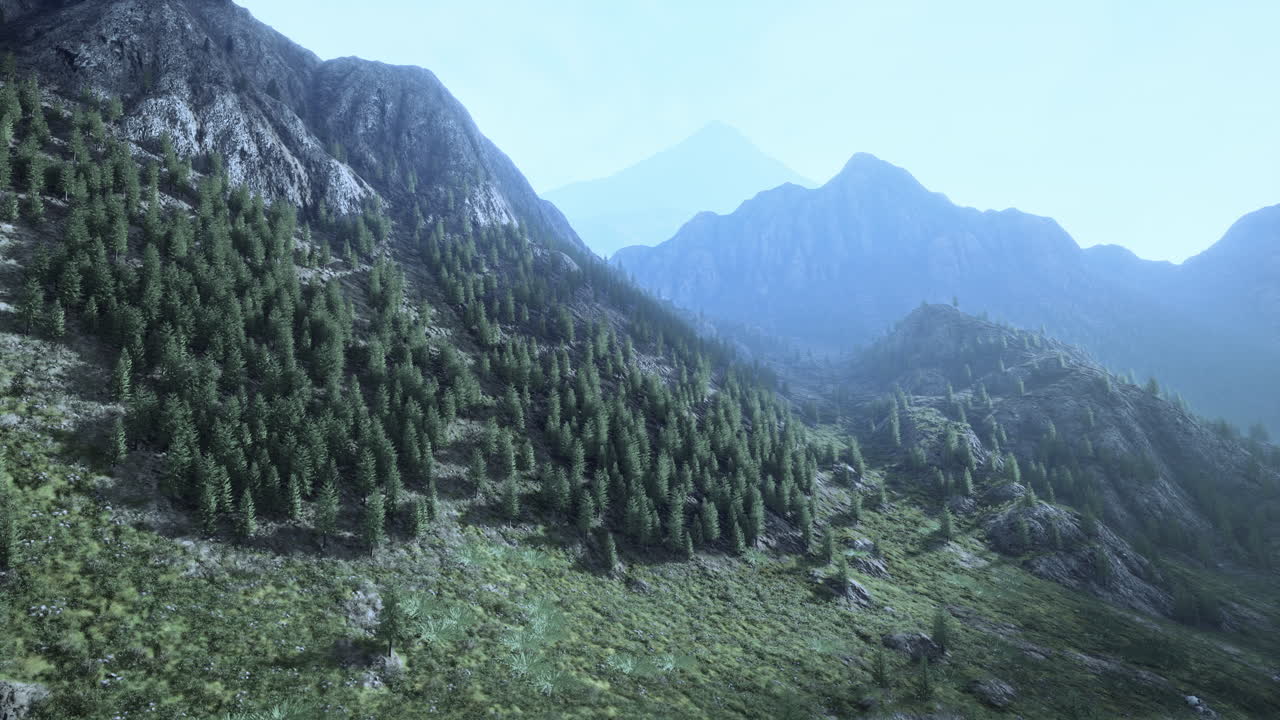 bosque de pinos que crecen en las montañas