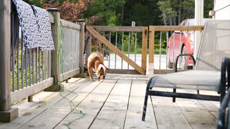 Al-Bulldog-Inglés-Le-Encanta-Explorar-Mientras-Pasa-Tiempo-En-Una-Cabaña-En-El-Norte-De-Ontario,-Canadá