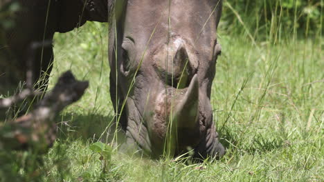 Close-up-of-White-Rhino-head-eating-grass-with-large-horns-in-Uganda,-Africa