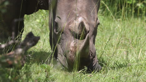 close up of white rhino head eating grass with large horns in uganda, africa