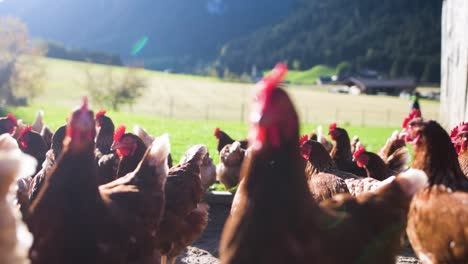 group of hens standing in front of a meadow