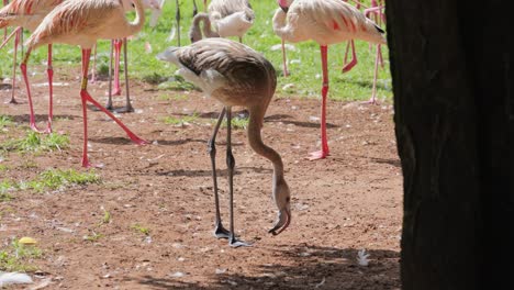 juvenile flamingo forages between adults, mixed flock of greater and lesser flamingos