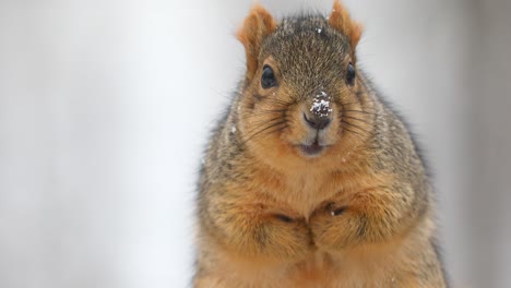 fox squirrel on a snowy day