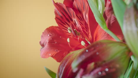 close up of red alstroemeria flower
