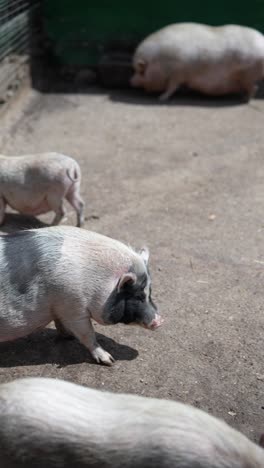 cerdos en un corral