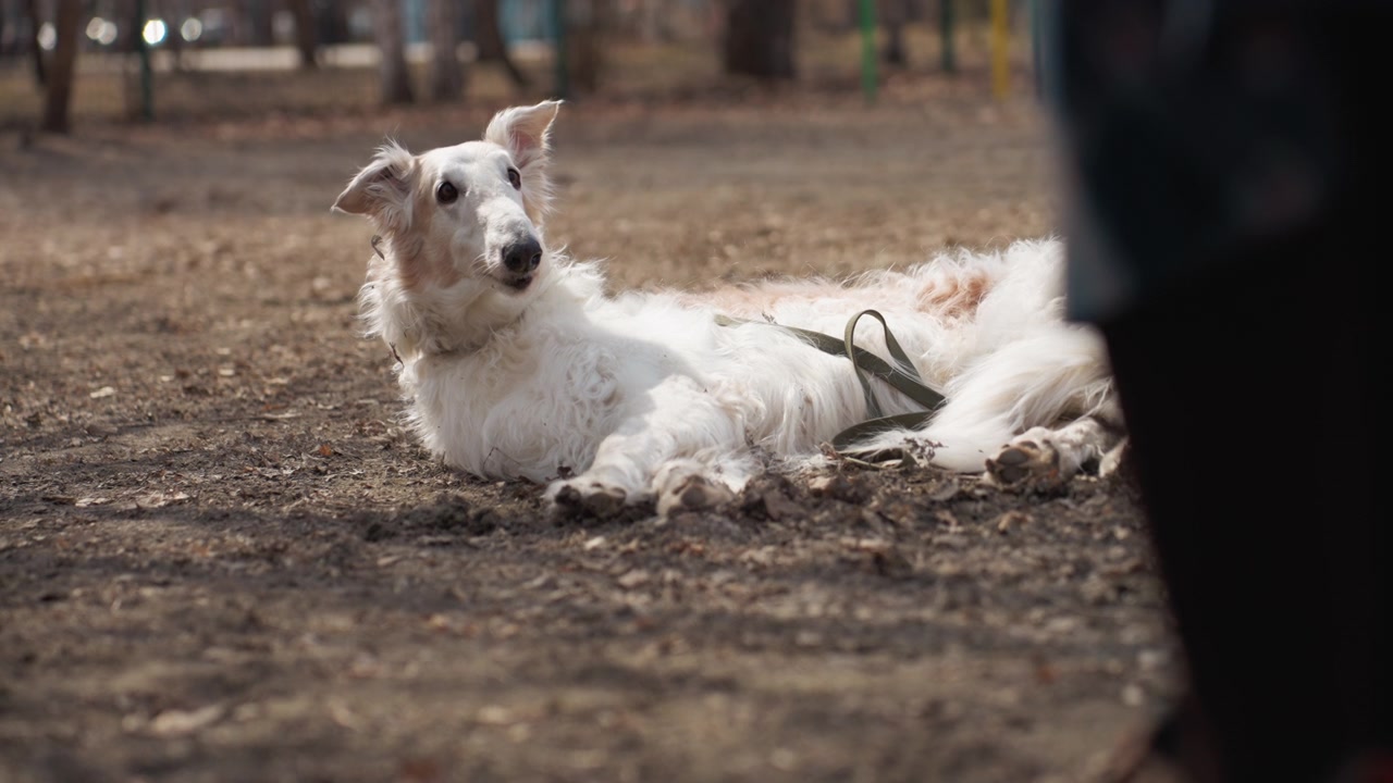 Cane bianco giace rilassato a terra, occasionalmente guarda in alto e sbadiglia in un parco. La scena include elementi naturali esterni come sentieri sterrati con foglie sparse e uno sfondo sfocato