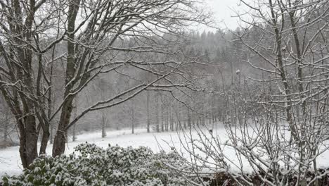 snow falling on a forest landscape with trees in winter