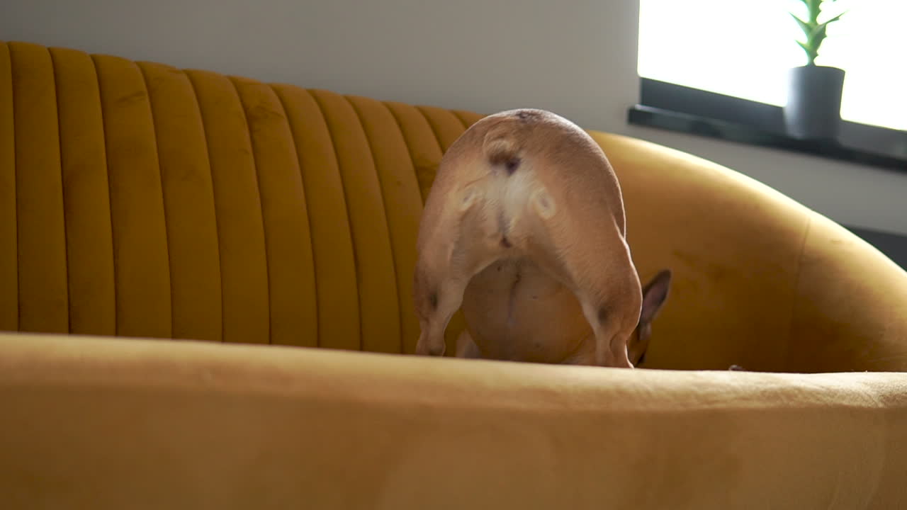 Perro jugando sobre un sofá amarillo