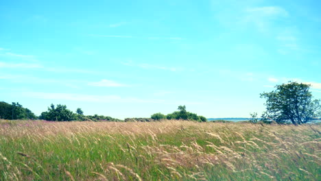 wheat field in the summer