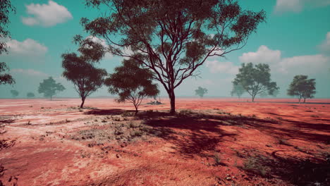 Grandes-árboles-De-Acacia-En-Las-Llanuras-De-Sabana-Abierta-De-Namibia