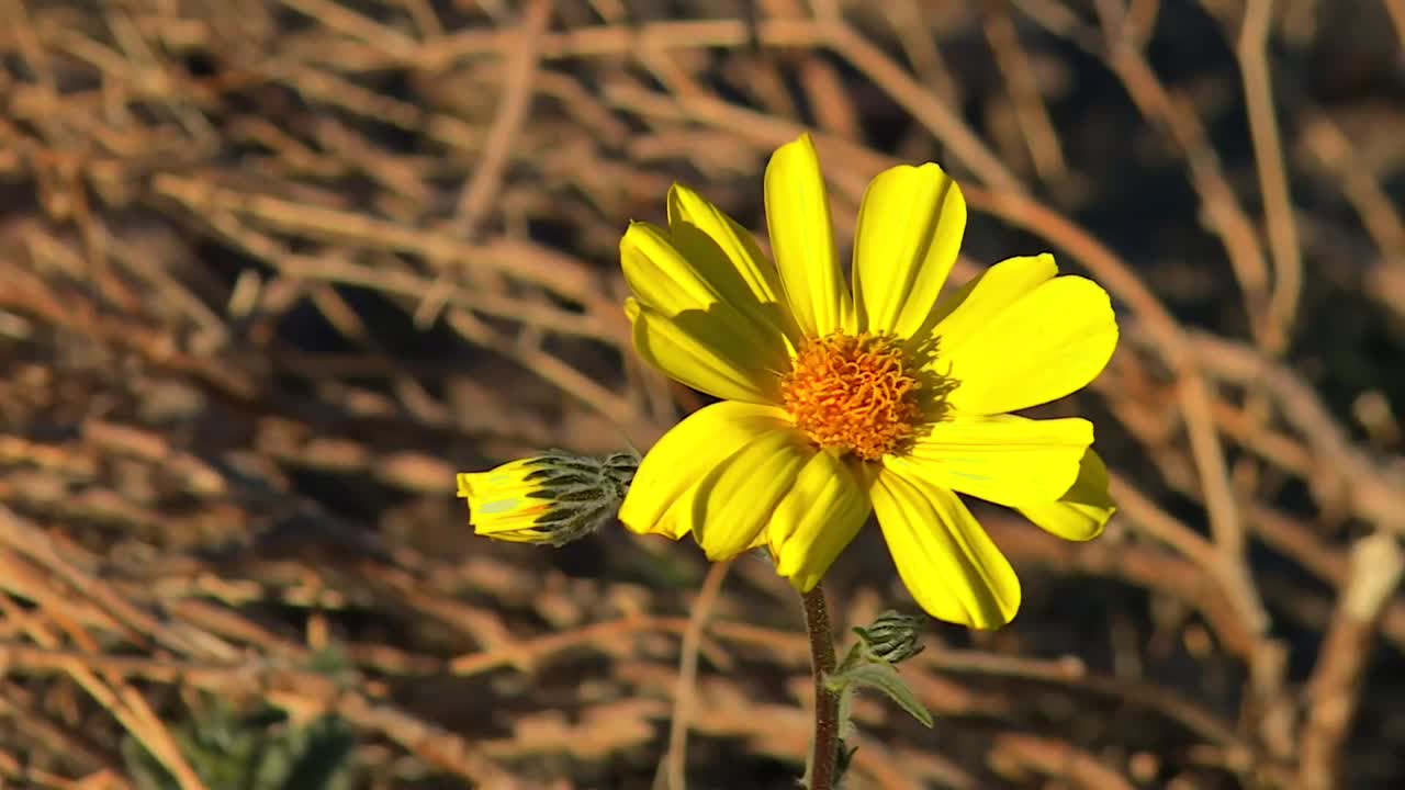 Close up of yellow desert wildflower with orange disk swaying lightly in the breeze against dry brush in Death Valley National Park, California, USA