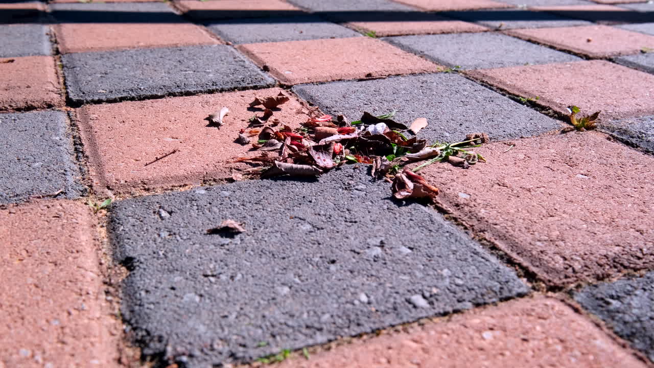 Termites pull loose vegetation into den built between grooves of paving bricks