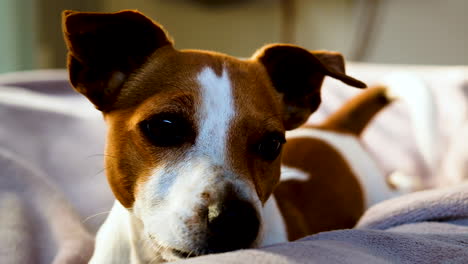 Close-up-on-face-of-cute-Jack-Russell-terrier-lying-on-bed-wagging-tail