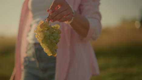 primer plano de la mano de una mujer sosteniendo suavemente un ramo de uvas verdes al aire libre, bañada en la cálida luz del sol, el fondo muestra un paisaje pacífico y borroso