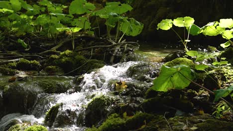 Vista-Mágica-Del-Pequeño-Río-Forestal-Que-Fluye-Sobre-Una-Cascada-De-Rocas-Entre-Plantas-Verdes-Al-Bañarse-A-La-Luz-Del-Sol